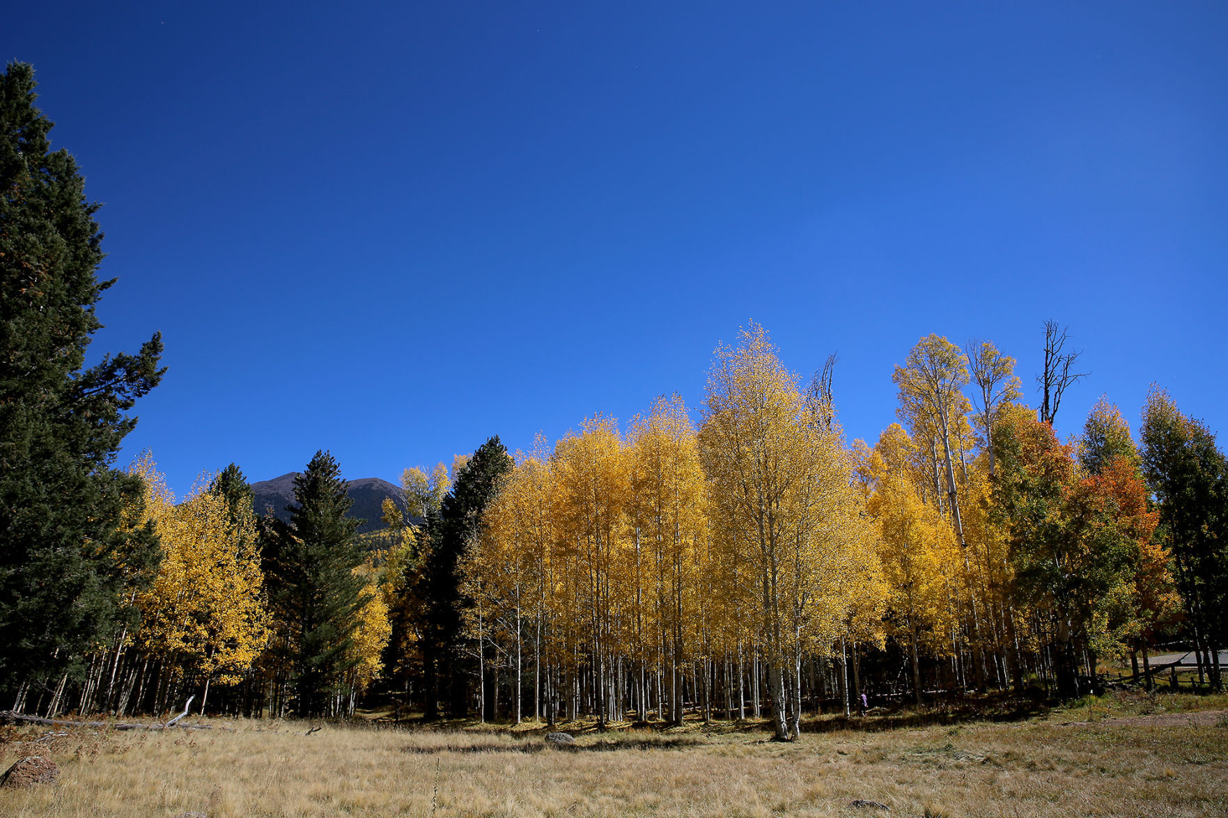 Aspen Glory